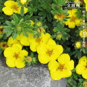金露梅 (きんろばい) 3.5号ポット苗