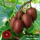 【ケンズレッド (メス)】 ベビーキウイ 接木 1年生 4.5号ポット苗