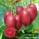 ベビーキウイ 1年生挿し木 ポット苗 パープルシャドー(メス) or ケンズレッド(メス) or ジュネーブ(メス) or オス
