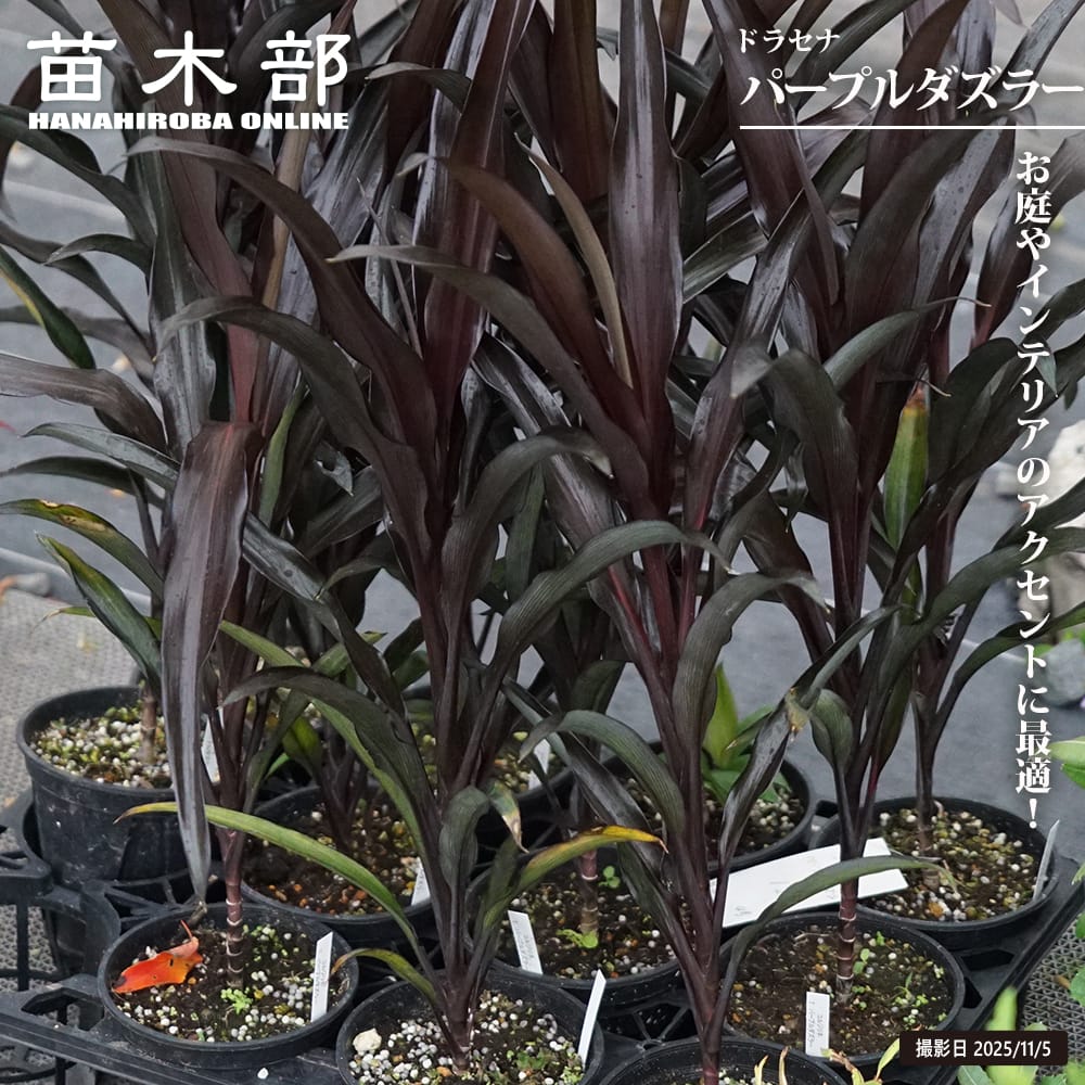 ドラセナ 【パープルダズラー】 4号ポット苗