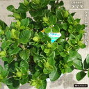 クチナシ 八重クチナシ ヌマタ 4.5号鉢植え