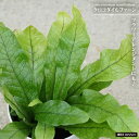 クロコダイルファーン 4号白鉢植え