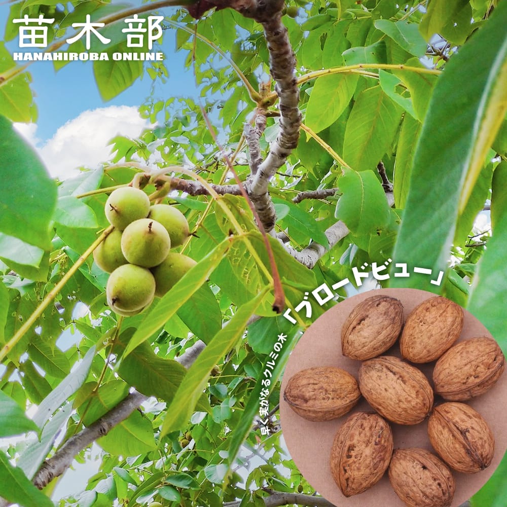 クルミ 【ブロードビュー】 4号ロングポット苗