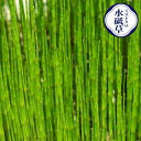 ミズトクサ 4号 鉢植え