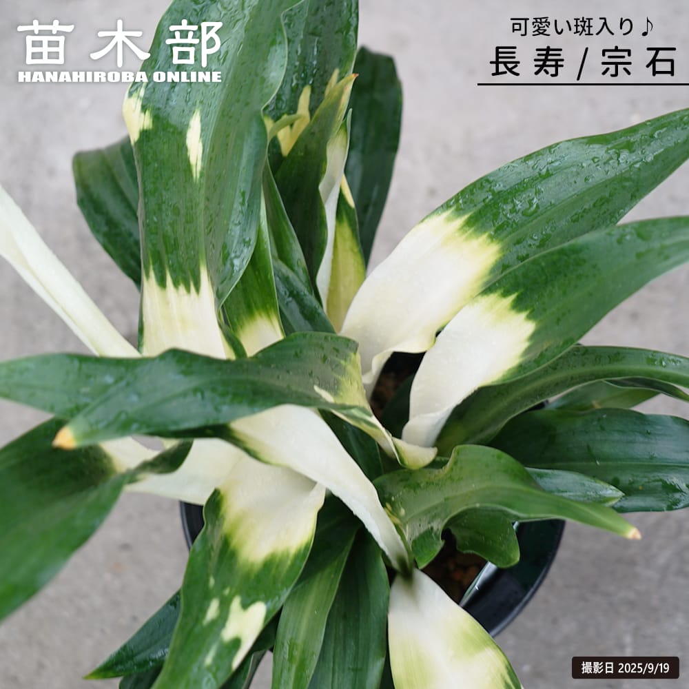 斑入り万年青（オモト） 【長寿】 （宗石） 5.5号鉢植え そのまま飾れる