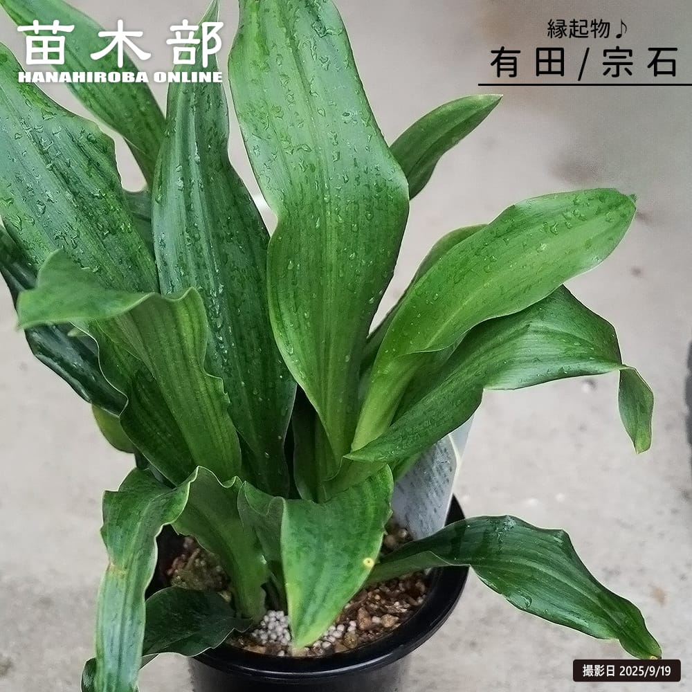 万年青（オモト） 【有田】 （宗石） 5.5号鉢植え そのまま飾れる