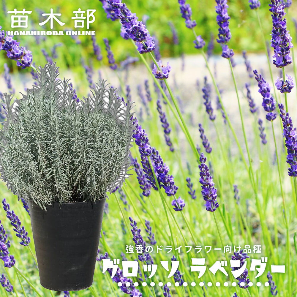ハーブ 【グロッソラベンダー（ラバンディン系）】 大苗 10号鉢植え