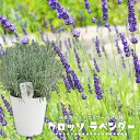 ハーブ 【グロッソラベンダー(ラバンディン系)】 7号白鉢植え