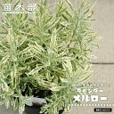 ラベンダー 【メルロー】 7号黒鉢植え