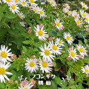 ノコンギク 【桃仙】 3号ポット苗