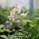 宿根草 アスチルベ ニューウェーブ 3号ポット苗