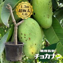 マンゴーの木 【チョカナン】 極太超特大苗 【大型宅配便】 北海道・沖縄・離島不可