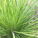 ダイオウショウ(大王松) 4号白鉢植え