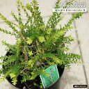 【センテッドペーパーバーク】 メラレウカ (ティーツリー) 5.5号鉢植え