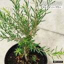 【ブラックティーツリー】 メラレウカ 5.5号鉢植え