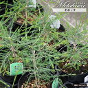 【ギボッサ】 メラレウカ 5.5号鉢植え