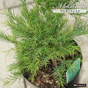 【アルタニフォリア】 メラレウカ 5.5号鉢植え