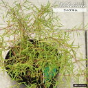 【ラニゲルム】 レプトスペルマム 5.5号鉢植え