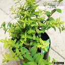 【ハムロサ】 メラレウカ 5.5号鉢植え