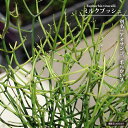 ミルクブッシュ 5号 もしくは 6号鉢植え