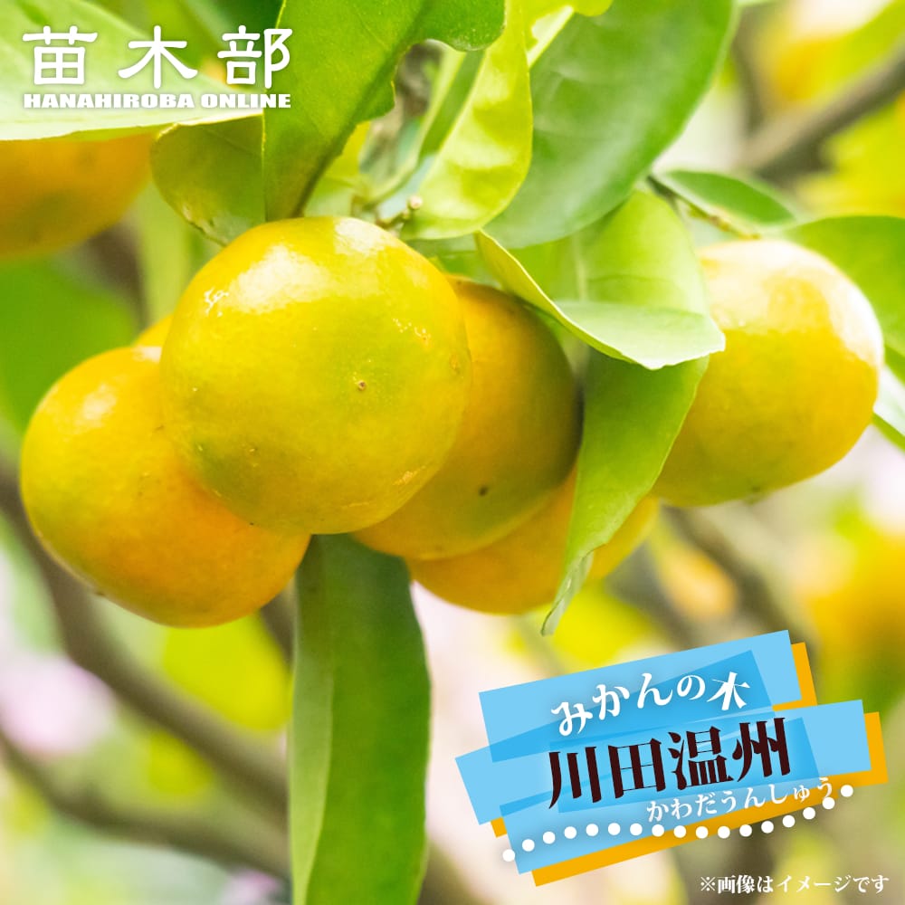 みかん 苗木 【川田温州】 温州みかん 1年生接木苗
