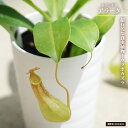 食虫植物 ウツボカズラ ネペンテス アラータ 3号鉢植え