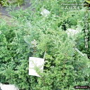 ヒムロスギ 5号白鉢植え