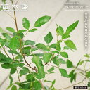 ペッパーツリー (ピンクペッパー)4号 実生ポット苗