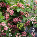 八重紅花サンザシ (メイフラワー) ポット苗 【観賞花木】