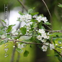 ルビーサンザシ ポット苗 【観賞花木】 【予約販売】10~11月頃入荷予定