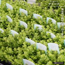 ペペロミア 【デミーナ】 3.5号鉢植え
