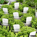 ペペロミア 【ニバドラ】 3.5号鉢植え