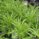 ペペロミア 【ハッピービーン】 3.5号鉢植え