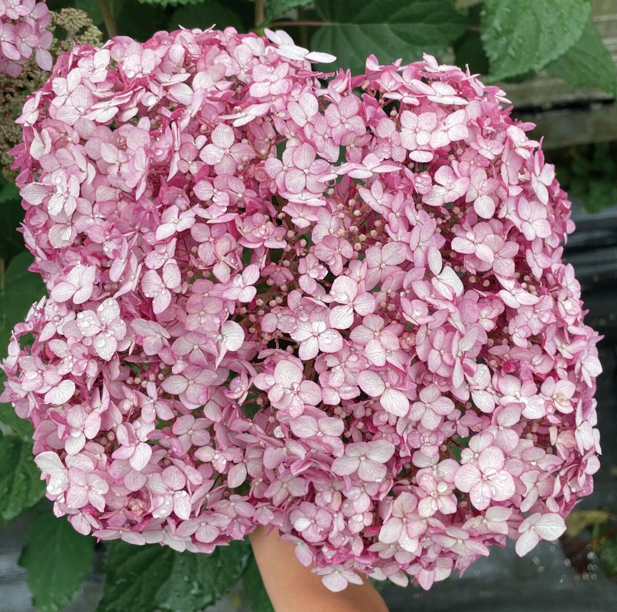 アナベル 【グランデ ピンク（旧ピンクのアナベルジャンボ） 】 PVP 3.5号ポット ペビー苗（PW) 登録品種・品種登録