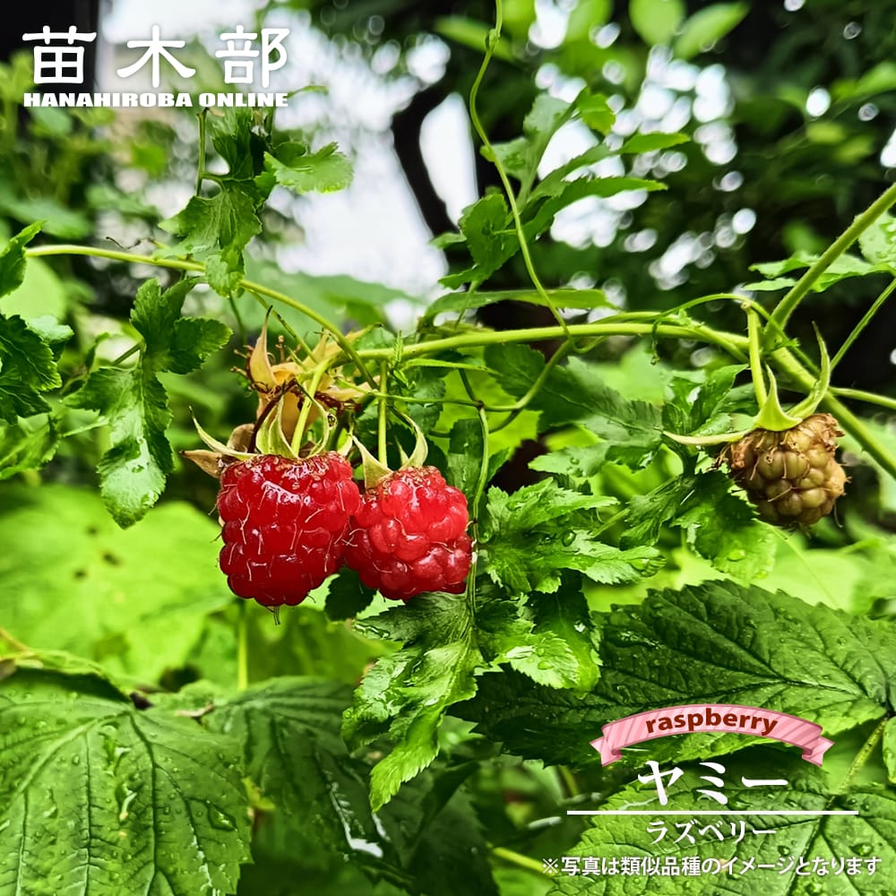 【ヤミー】 ラズベリー 4号ポット苗