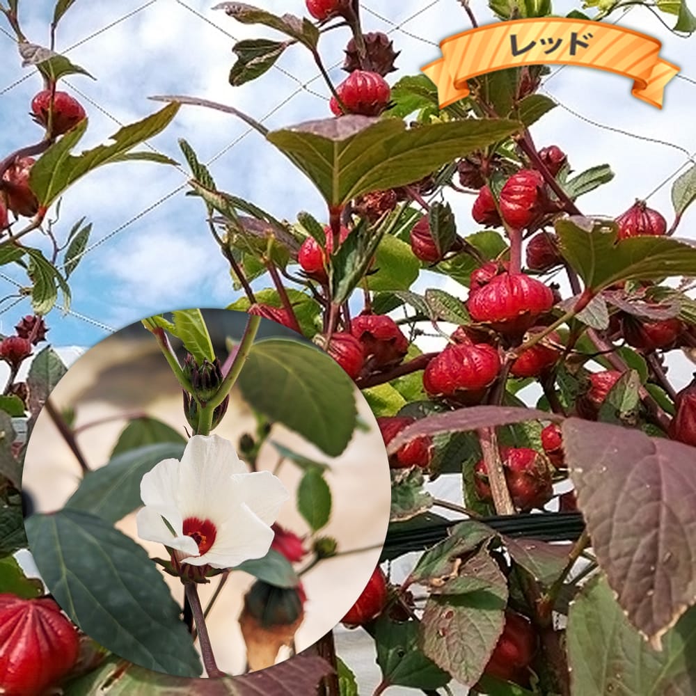【ローゼル 苗】 ハイビスカスティーの原料 3号ポット苗 愛知県産