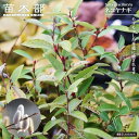 【ネコヤナギ】 ポット苗