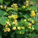 キンシバイ 【ヒペリカム マジカルビューティー】 3号ポット苗