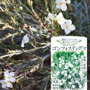ゴンフォスティグマ 4.5号ポット苗