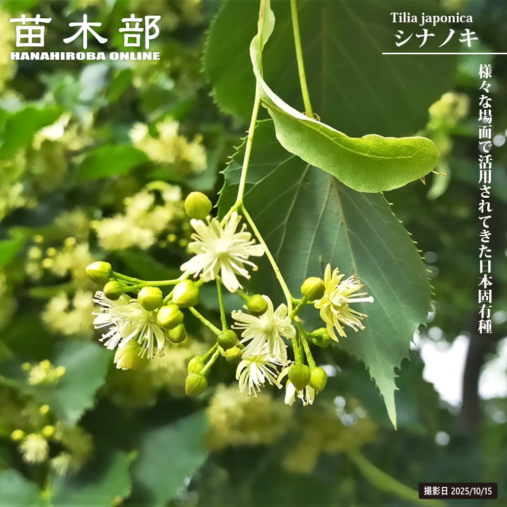 シナノキ 3.5号ポット苗 【里の木シリーズ】