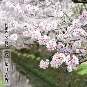 さくら 【染井吉野 (そめいよしの)】 1年生接木苗 ソメイヨシノ 【予約販売】12月〜翌年1月頃入荷予定