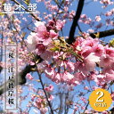 さくら 【江戸彼岸桜 (えどひがん)】 2年生接木苗