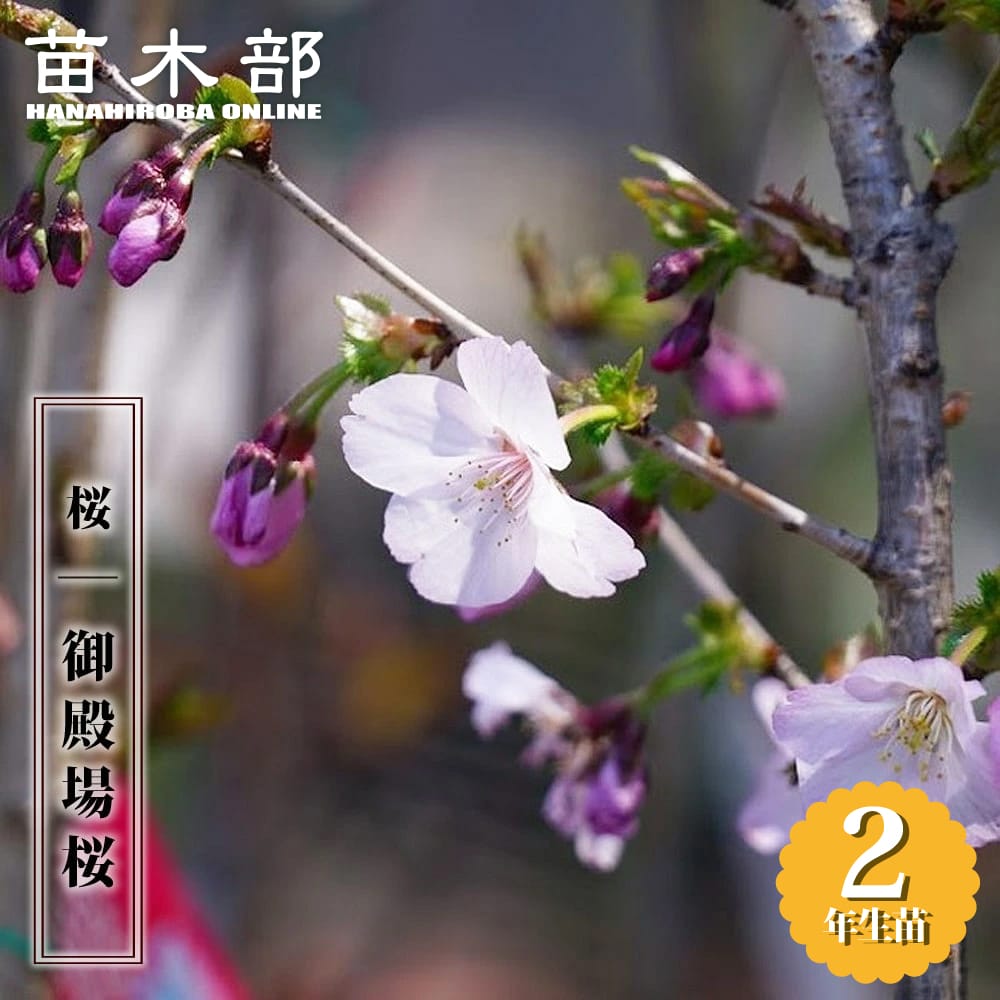 さくら 【御殿場桜】 2年生接木苗