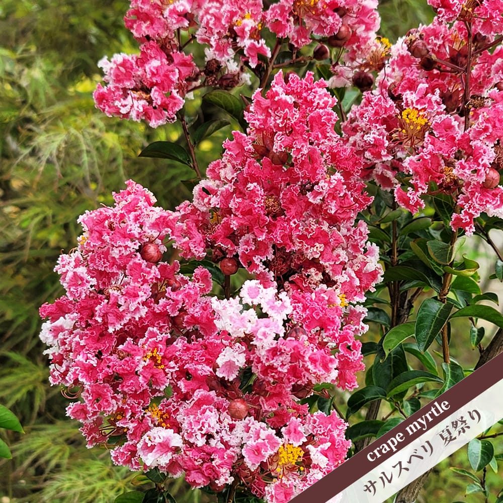 サルスベリ 【夏祭り】 5号ポット苗