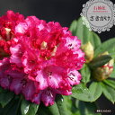 西洋シャクナゲ 【さきがけ】 5号鉢植え