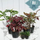 「和」の植栽セット
