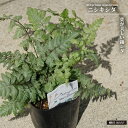 ニシキシダ 3.5号ポット苗