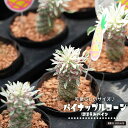 斑入りパイナップルコーン 【ほほえみパイン】 3号鉢苗