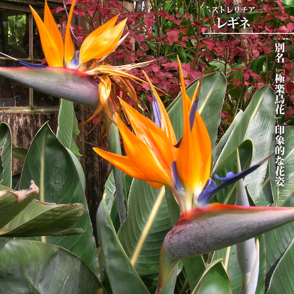 楽天市場】ストレチア 極楽鳥 花の通販