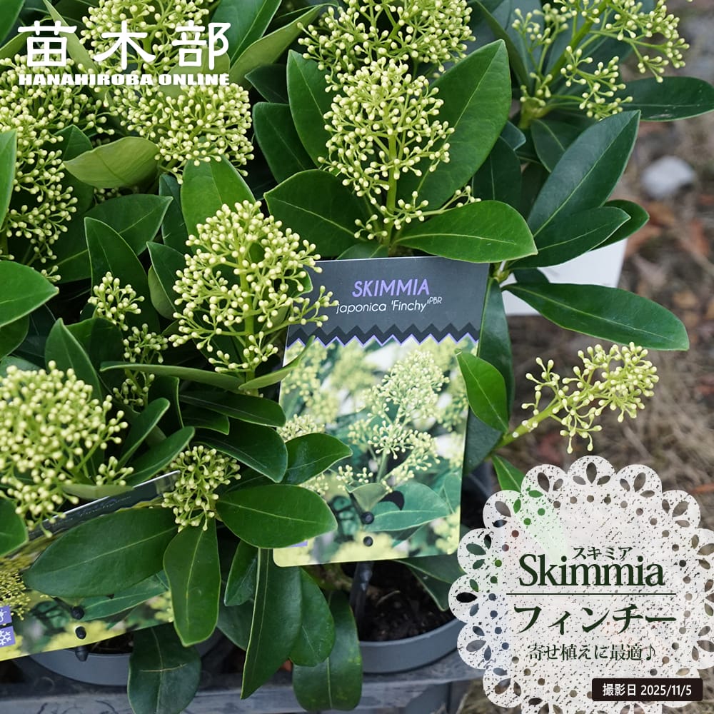 花が咲くスキミア 【フィンチー】 3.5号ポット苗